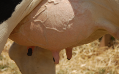 Pourquoi l’analyse des acides gras du lait affine la nutrition de votre troupeau ?