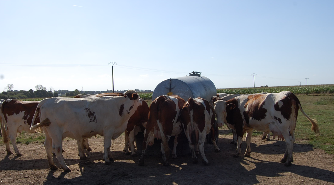 Comment limiter le stress thermique chez les vaches ?