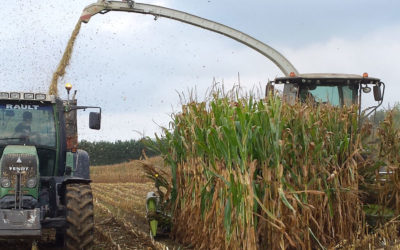 Diagnostiquer les maïs pour décider des chantiers d’ensilage
