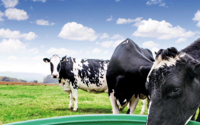 Chiffres clés de l’élevage en Bretagne entre 2018 et 2019