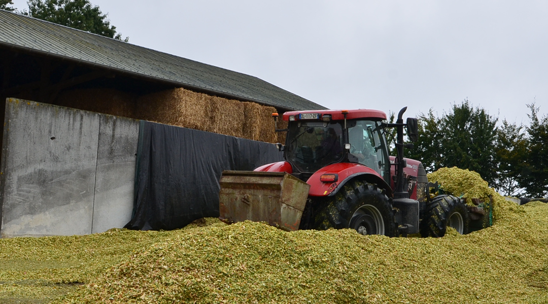 Mycotoxines des maïs ensilage en Bretagne
