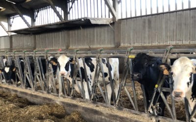 La Marge sur Coût Alimentaire : le baromètre de l’éleveur à surveiller comme le lait sur le feu !