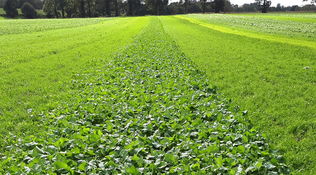 [Innovation]🍀 Découvrez 14 mélanges d’espèces pour vos intercultures