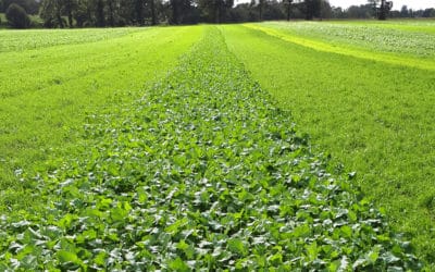 [Innovation]🍀 Découvrez 14 mélanges d’espèces pour vos intercultures