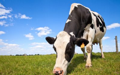 [Nutrition] La dépense alimentaire : un investissement dans des futurs produits