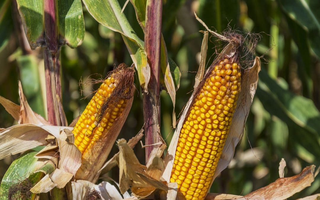 [Observatoire Mycotoxine] De fortes disparités régionales et des résultats qui restent stables