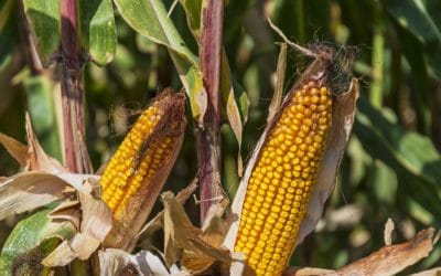 [Observatoire Mycotoxine] De fortes disparités régionales et des résultats qui restent stables
