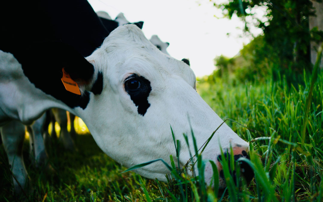 Améliorez la conduite du pâturage avec l’application HAPPY GRASS