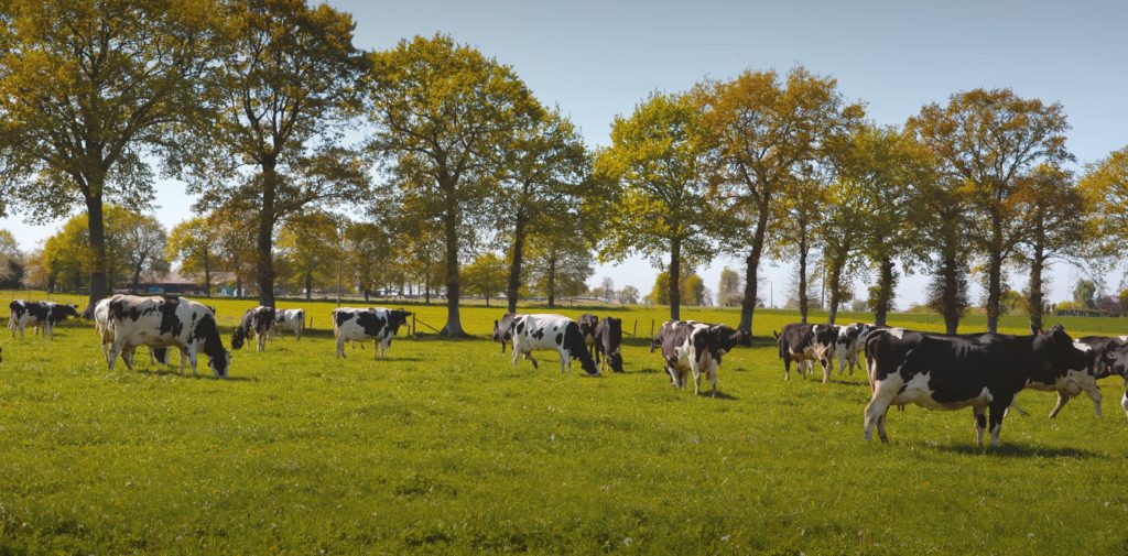Vaches pré