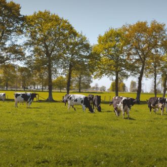 Vaches pré