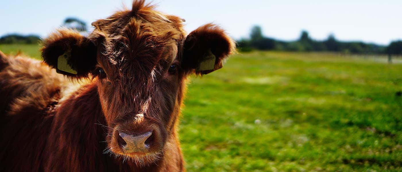 Pourquoi contrôler la qualité du lait ?