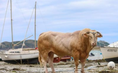 [Viande] Portes-ouvertes Vendredi 4 février à Trélevern