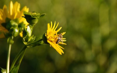 [Silphie] Réunion d’informations le 24 février 2022 à Pacé