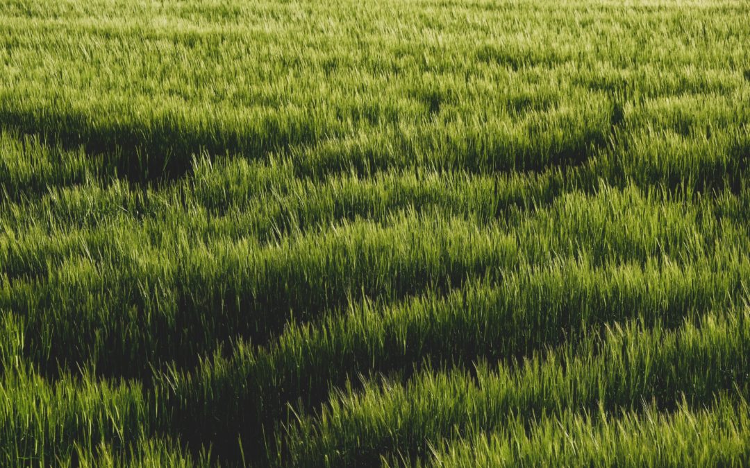 L’herbe, un fourrage gagnant !
