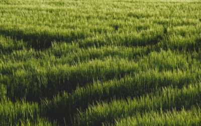 L’herbe, un fourrage gagnant !