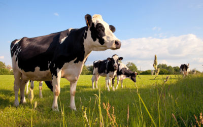 Acidose vache : Comment les acides gras peuvent aider à prévenir les problèmes métaboliques dans mon troupeau ?