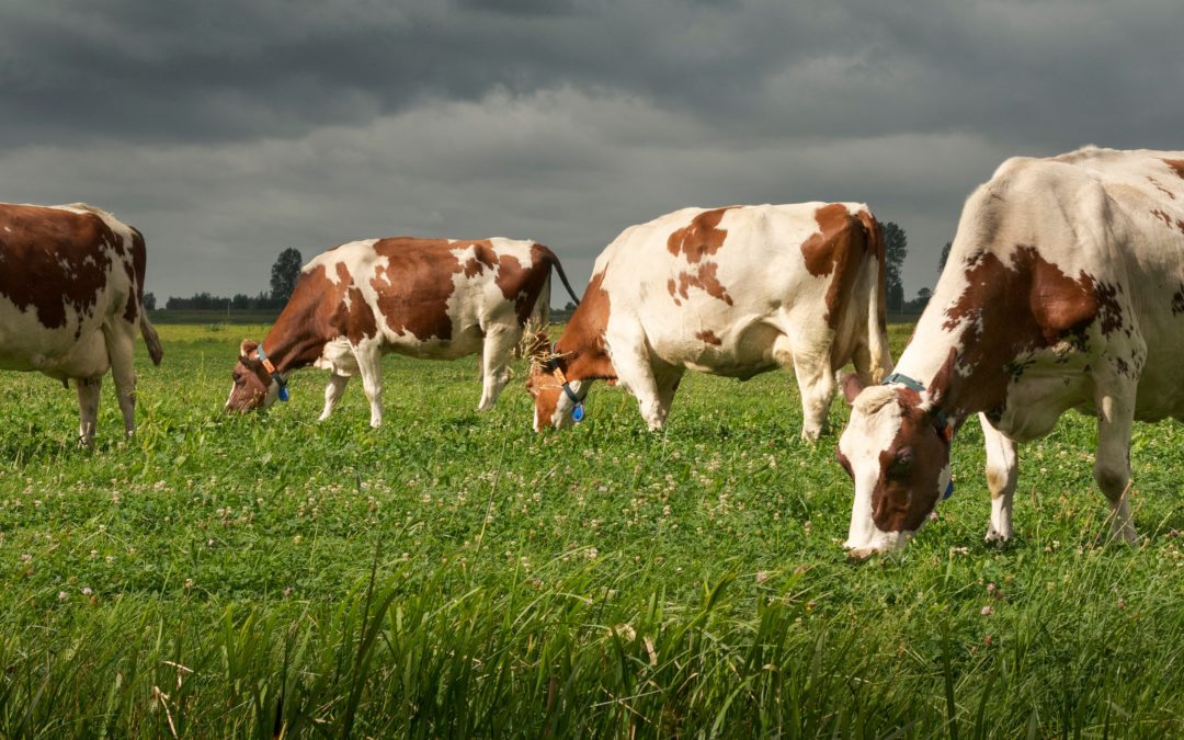 Empreinte carbone & élevage de ruminants