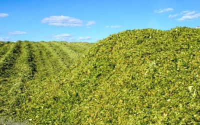 Ensilage maïs 2023 : Quel prix d’achat ?