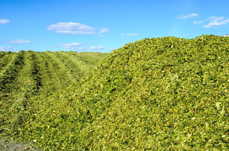 Ensilage maïs 2023 : Quel prix d’achat ?