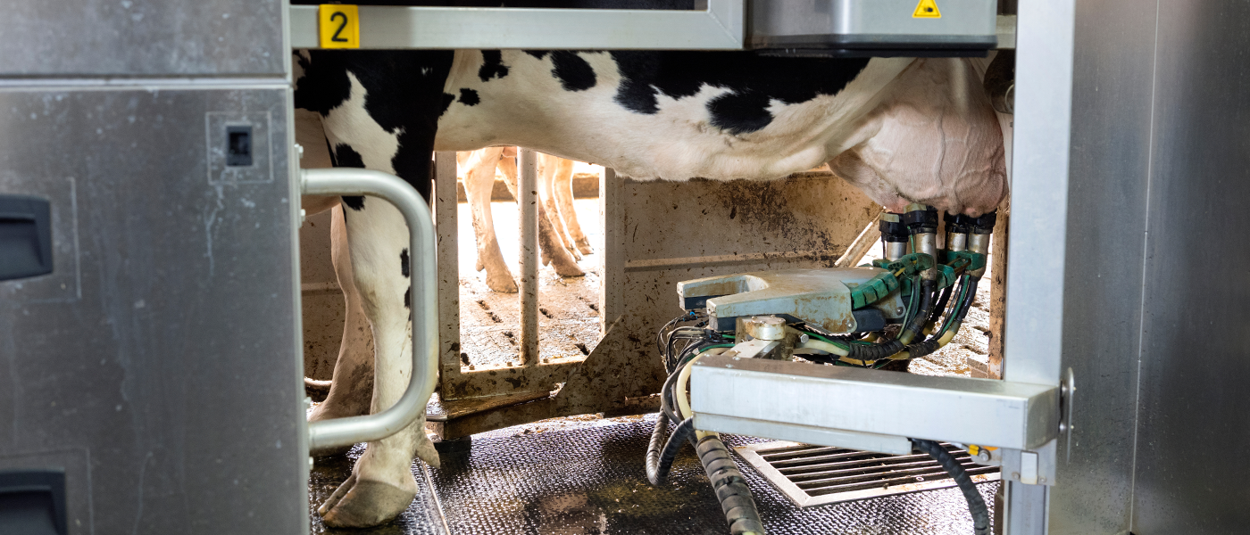 équilibrer la ration de vos vaches en analysant vos fourrages