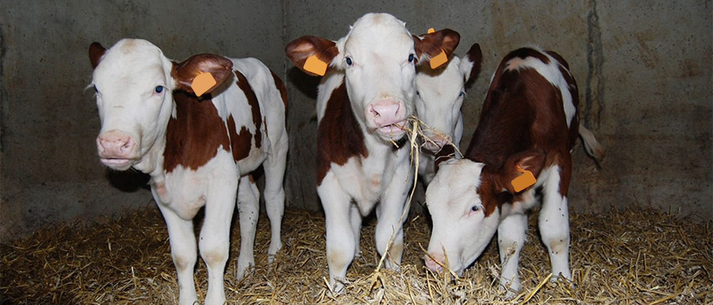 Formation élevage robotisé : optimiser le démarrage en lactation, phase clé de la production