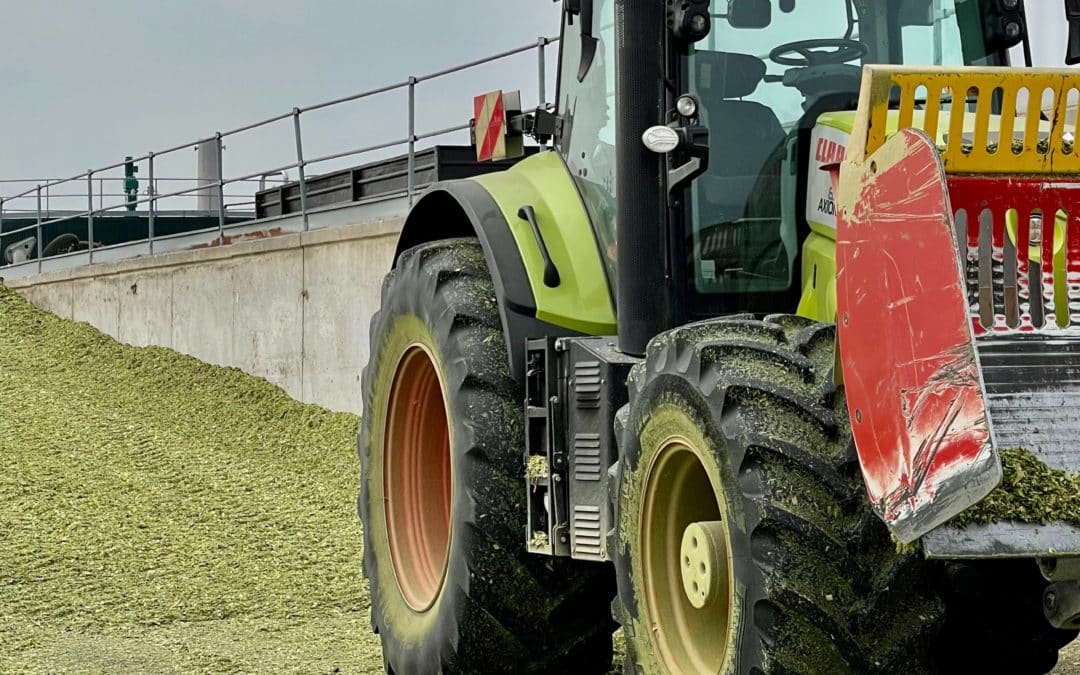 Maïs ensilage 2022, quels impacts sur la production et la Marge sur Coût Alimentaire ?