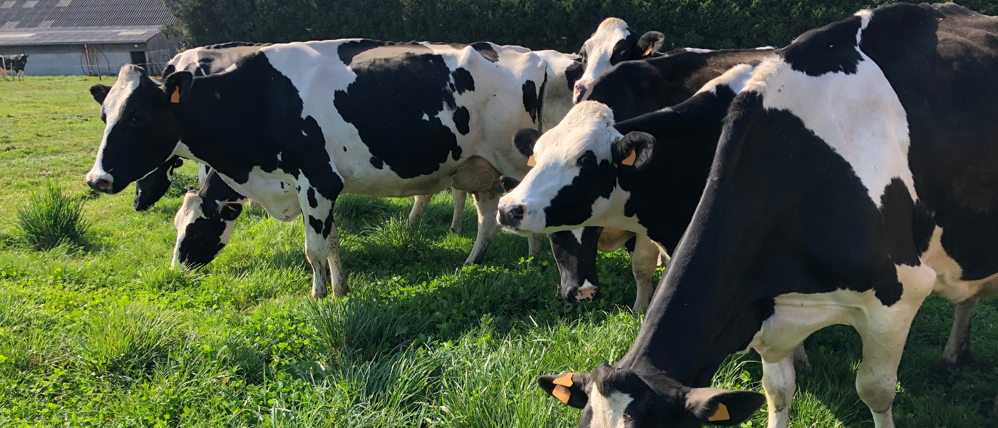Formation élevage robotisé : optimiser le démarrage en lactation, phase clé de la production