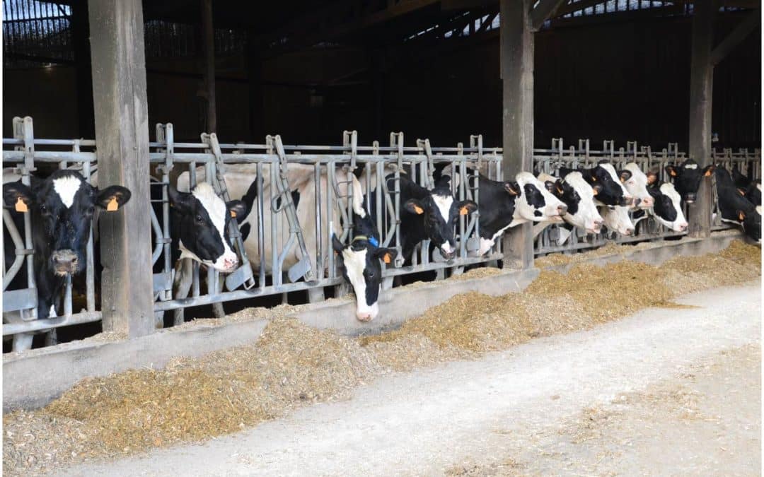 [Santé animale] Quand la grippe s’agrippe !