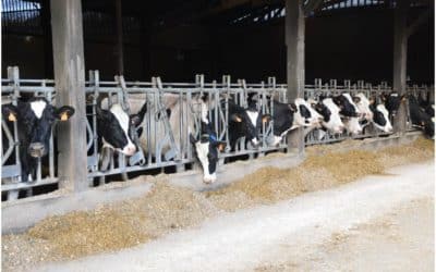 [Santé animale] Quand la grippe s’agrippe !