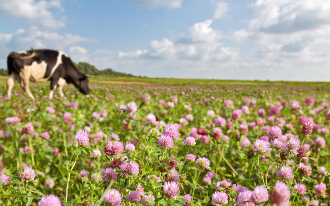 Réalisez votre conseil stratégique phytosanitaire avec nos conseillers en agronomie