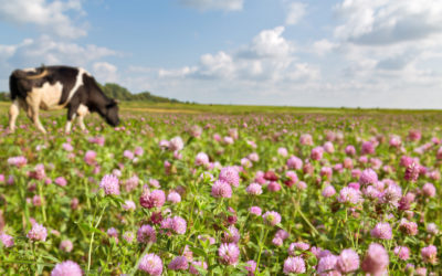 Réalisez votre conseil stratégique phytosanitaire avec nos conseillers en agronomie