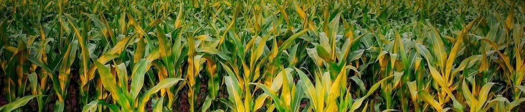 Pilote Maïs, votre suivi continu du maïs « de la parcelle à l’auge » pour un meilleur ensilage !
