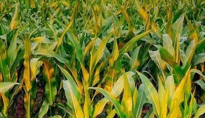 Pilote Maïs, votre suivi continu du maïs « de la parcelle à l’auge » pour un meilleur ensilage !