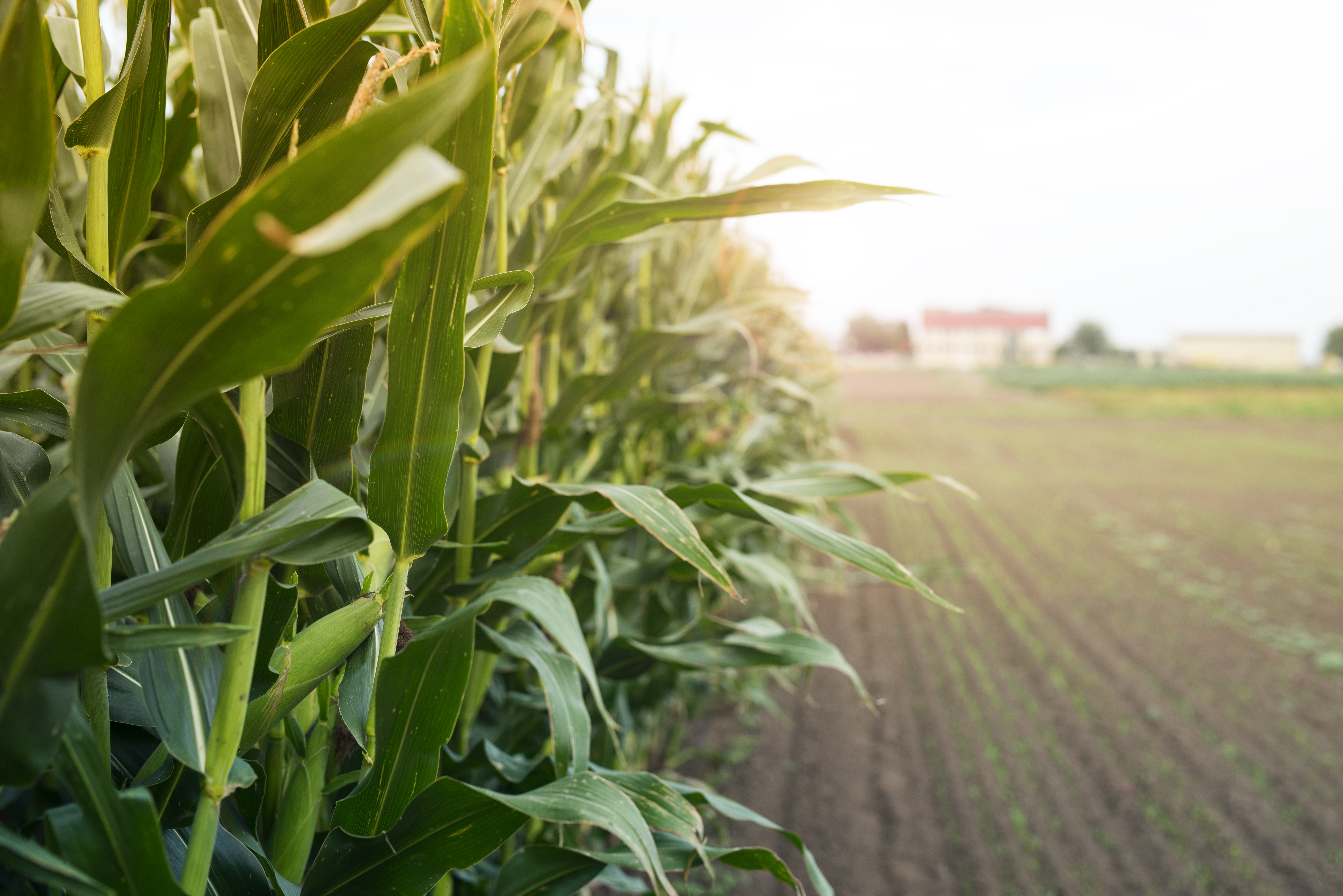 Corn field in sunset. Suivi mais ensilage