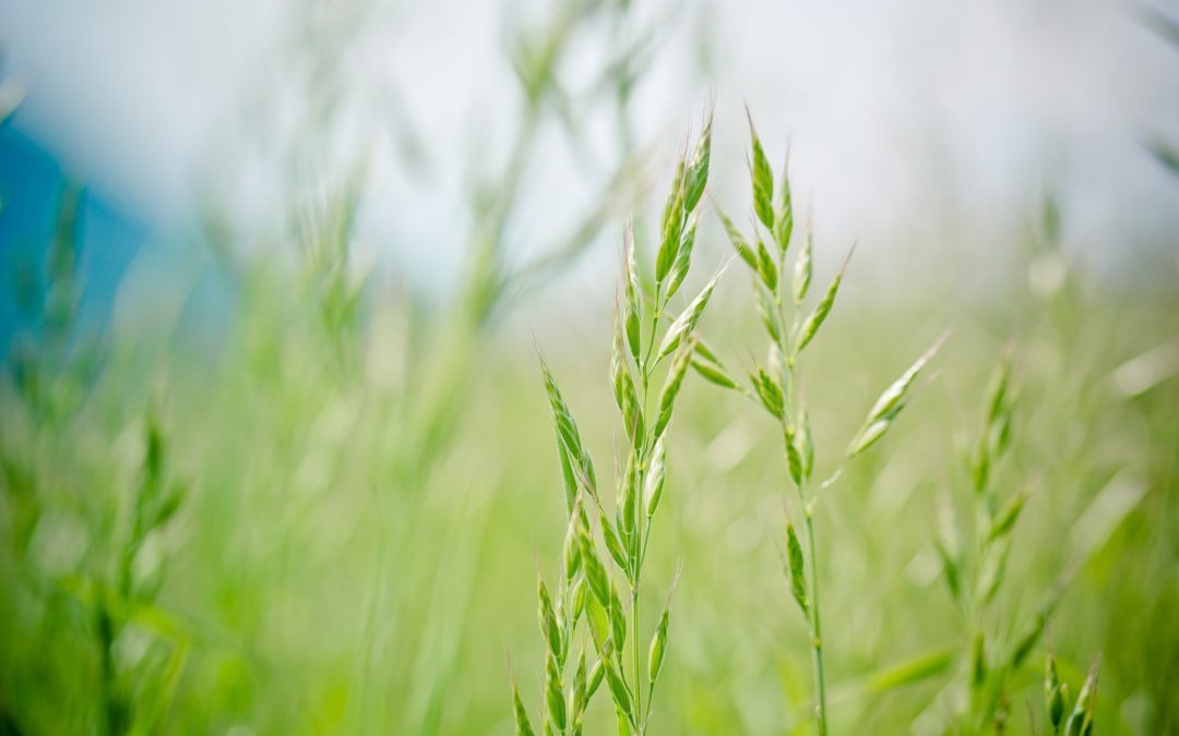 Optimisez votre production avec des semences fourragères  performantes
