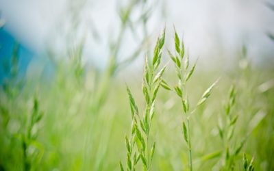 Optimisez votre production avec des semences fourragères  performantes
