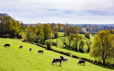 Dispositif AGRI BAS CARBONE : jusqu’à 1 770€ de financement proposé aux éleveurs bretons pour réduire leur empreinte carbone.