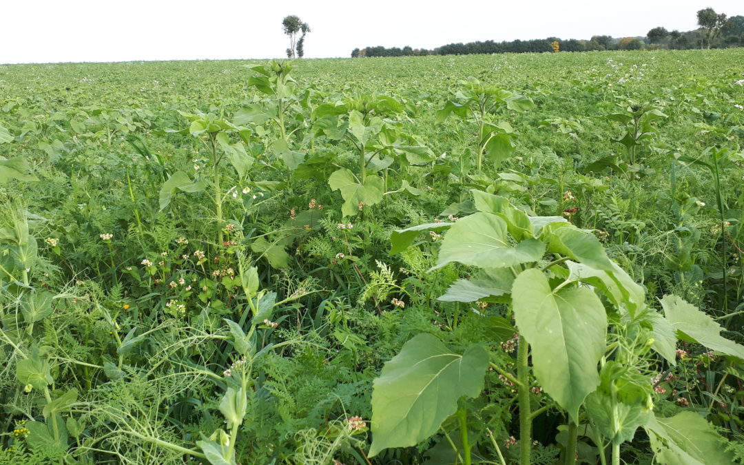 Les couverts végétaux : optimiser la qualité du sol et la rentabilité agricole
