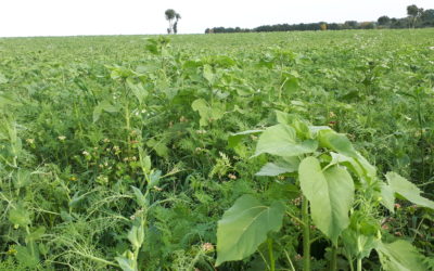 Les couverts végétaux : optimiser la qualité du sol et la rentabilité agricole