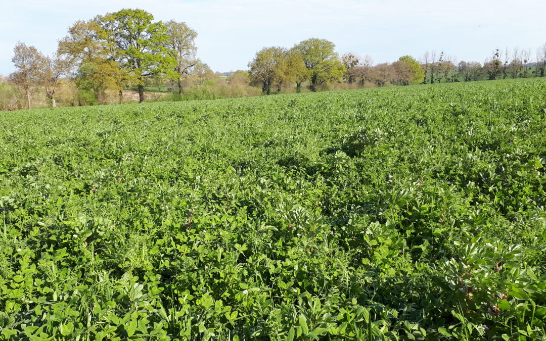 Dérobées : bénéfices et pratiques pour une agriculture durable