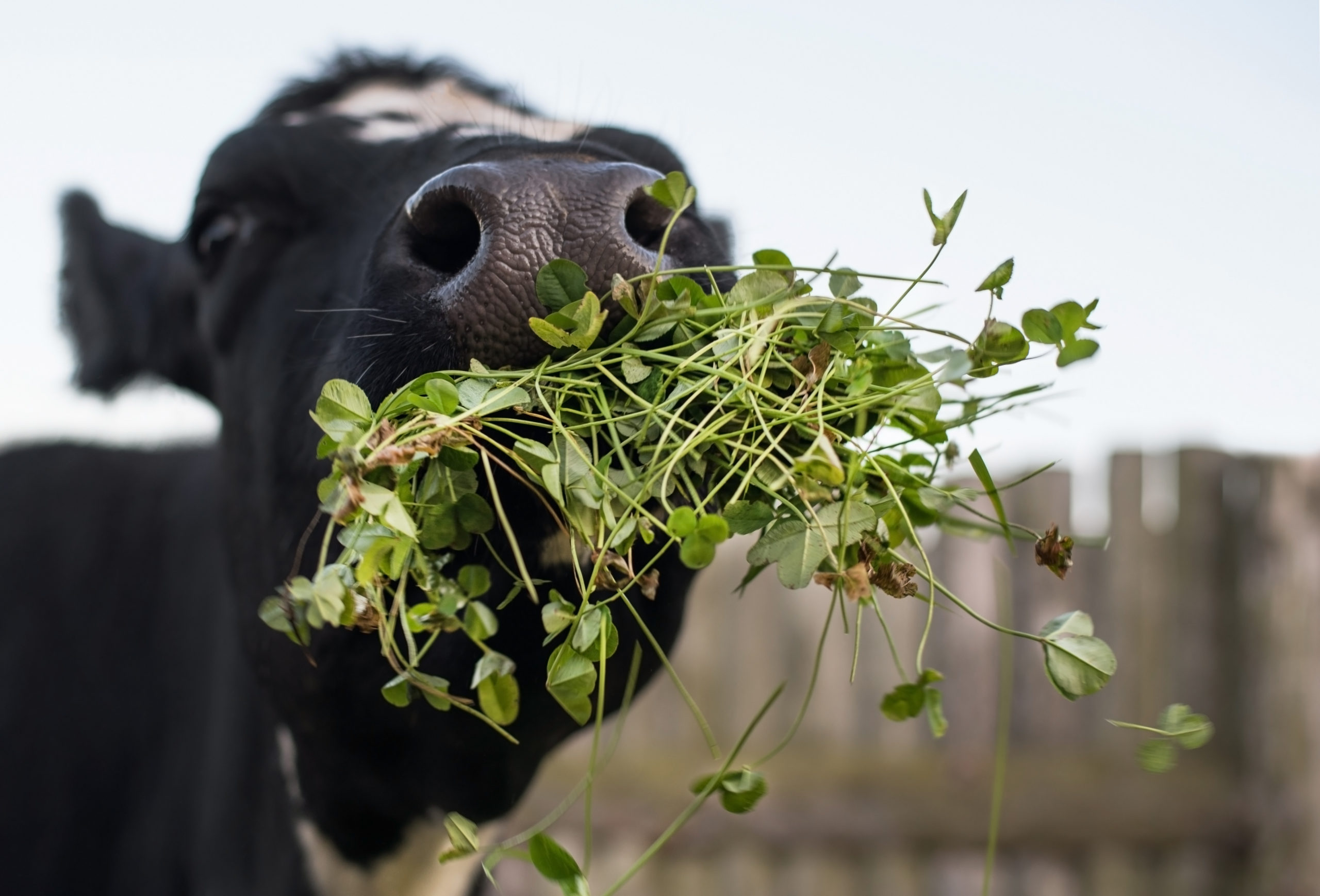 vache qui mange pour illustrer l'efficacité alimentaire