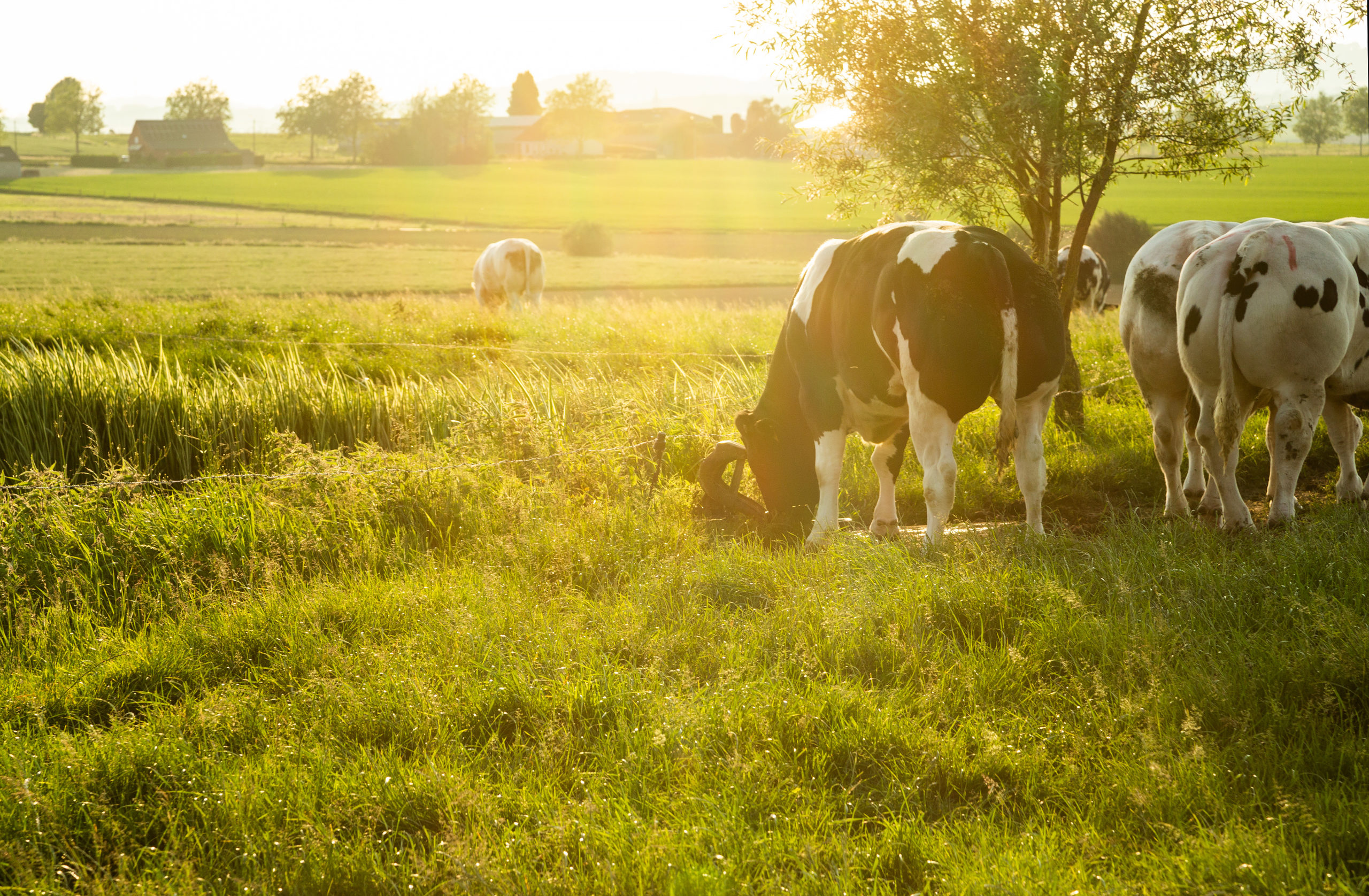 Herd of belgian blue cows graze on the open green meadows at sun Vaches dans champ